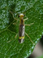 Malthinus occipitalis
