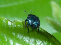 Pterocolus ovatus
