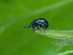 Pterocolus ovatus