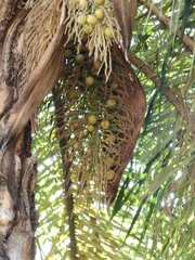 Arecaceae