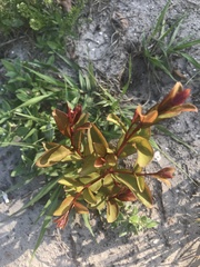 Psidium cattleyanum