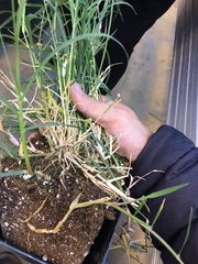 Cynodon dactylon dactylon