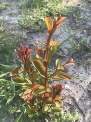 Psidium cattleyanum