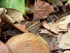 Cissia pseudoconfusa
