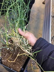 Cynodon dactylon dactylon