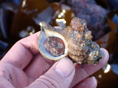 Fusitriton oregonensis