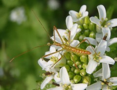 Zelus luridus