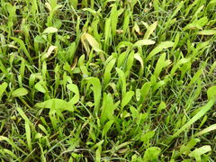 Lilaeopsis carolinensis