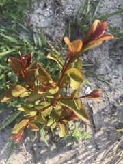 Psidium cattleyanum