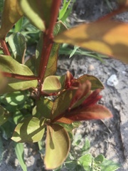 Psidium cattleyanum