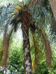 Arecaceae