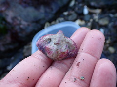 Cryptolithodes typicus