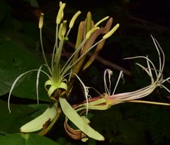 Bauhinia ungulata