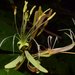 Bauhinia ungulata - Photo (c) Barry Sullender, μερικά δικαιώματα διατηρούνται (CC BY-NC), uploaded by Barry Sullender