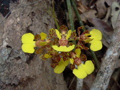 Trichocentrum ascendens