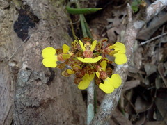Trichocentrum ascendens