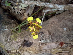 Trichocentrum ascendens