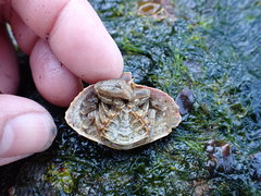 Cryptolithodes typicus
