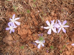 Brodiaea nana