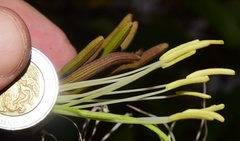 Bauhinia ungulata