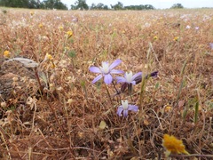 Brodiaea nana