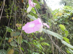 Ipomoea mairetii