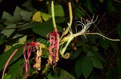 Bauhinia ungulata
