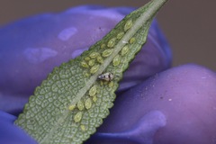Eucarazzia elegans