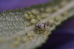 Eucarazzia elegans
