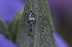Eucarazzia elegans