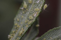 Eucarazzia elegans