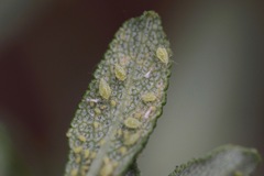 Eucarazzia elegans