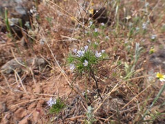 Navarretia tagetina