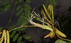 Bauhinia ungulata