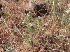 Navarretia tagetina