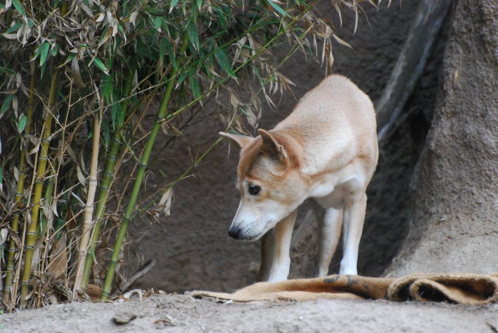 Dingo (Subspecies Canis familiaris dingo) · iNaturalist