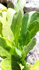 Thlaspi arvense