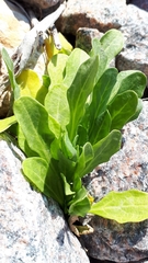 Thlaspi arvense
