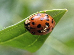 Harmonia axyridis