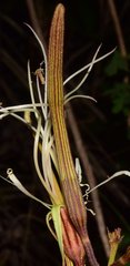 Bauhinia ungulata