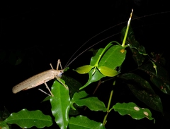Eumecopterus incisus