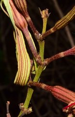 Bauhinia ungulata
