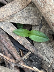Chiloglottis reflexa