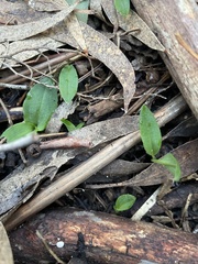 Chiloglottis reflexa