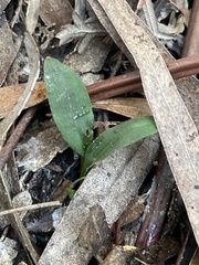Chiloglottis reflexa