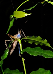 Eumecopterus incisus