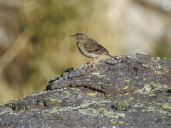 Anthus furcatus