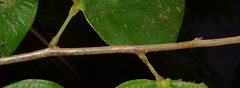 Bauhinia ungulata