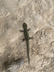 Naultinus gemmeus