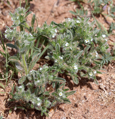 Cryptantha crassisepala